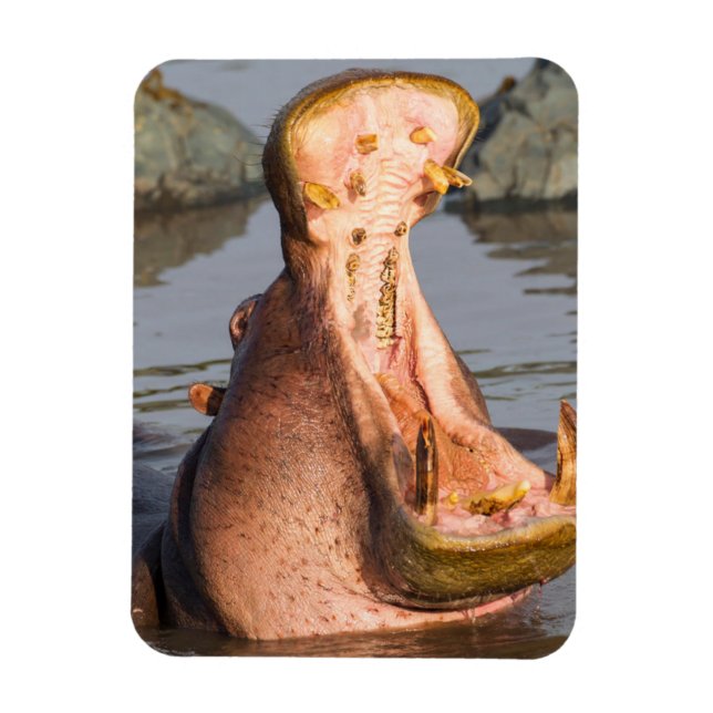 Magnet Flexible Yawning hippo, Tanzanie (Vertical)
