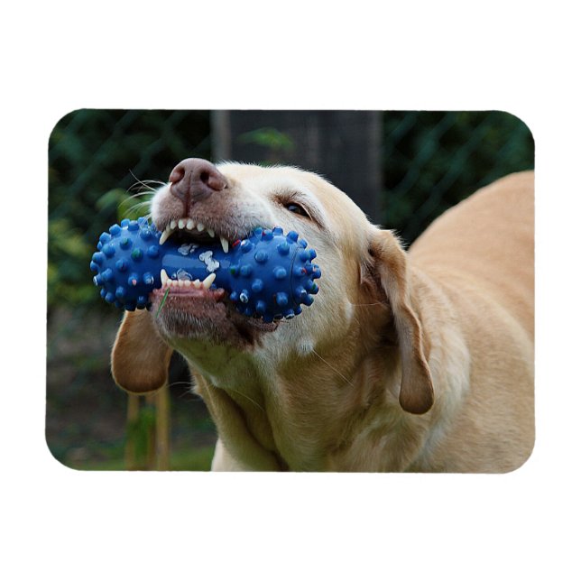 Magnet Flexible Yellow Labrador Retriever avec jouet (Horizontal)