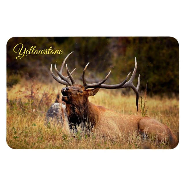 Magnet Flexible Yellowstone Magnet-Elk (Horizontal)