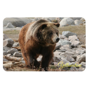 Magnet Flexible Yellowstone Magnet-Grizzly Ours