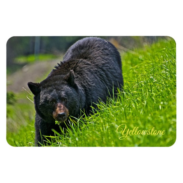 Magnet Flexible Yellowstone Magnet-Ours noir (Horizontal)