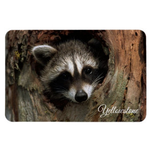 Magnet Flexible Yellowstone Magnet-Raccoon