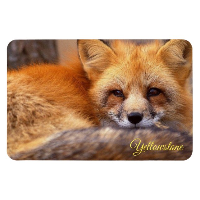 Magnet Flexible Yellowstone Magnet-Red Fox (Horizontal)