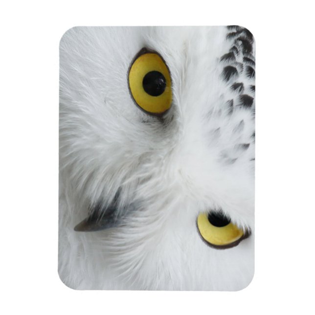 Magnet Flexible Yeux de Chouette des neiges (Vertical)