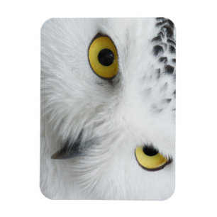 Magnet Flexible Yeux de chouette neigeuse