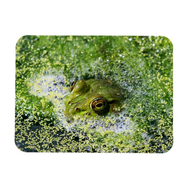 Magnet Flexible Yeux de grenouille dans un étang (Horizontal)