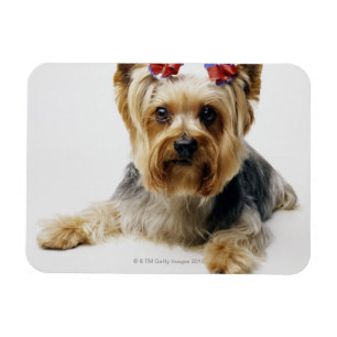 Magnet Flexible Yorkshire terrier portant des arcs rouges