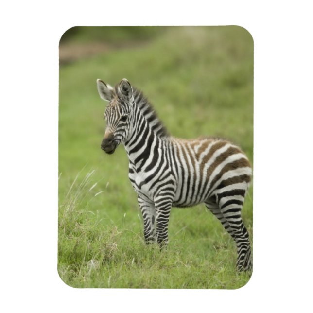Magnet Flexible Young Zebra (Vertical)