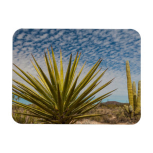 Magnet Flexible Yucca dans le désert, Mexique