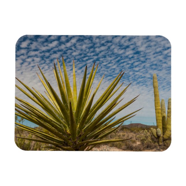 Magnet Flexible Yucca dans le désert, Mexique (Horizontal)
