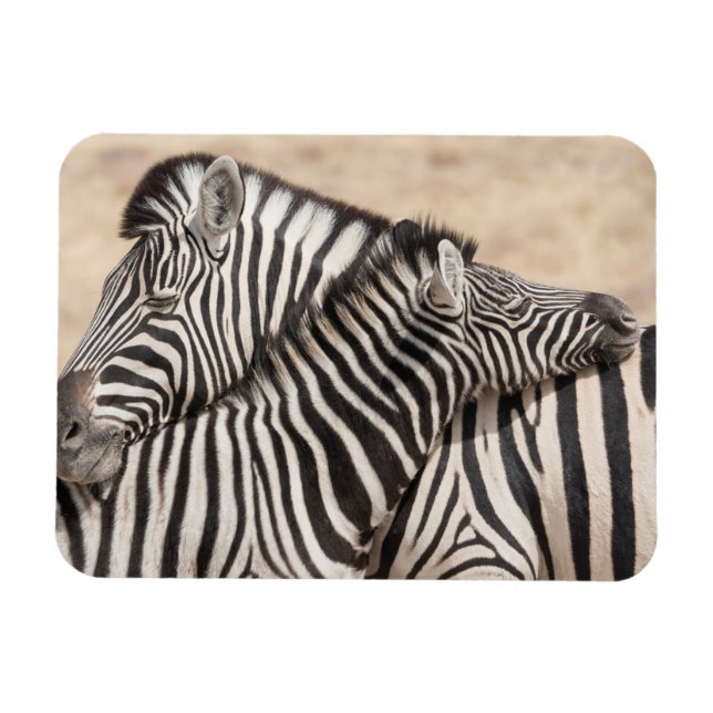 Magnet Flexible Zèbres de Burchell faisant du jeu de combat (Horizontal)