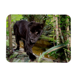 Magnet Flexible Zoo de la ville de Belize. Panthère noire