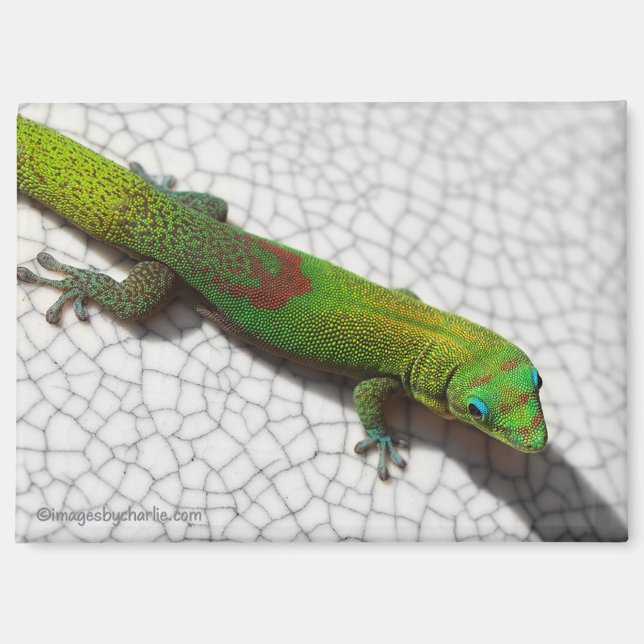Magnet frigo Lézard diurne à poussière d'or (Recto)