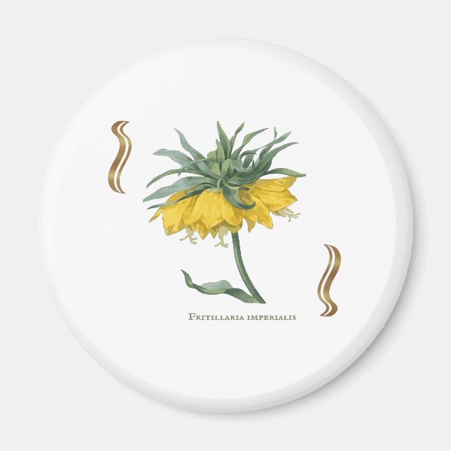 Magnet Fritillaria imperialis -couronne impériale (Devant)