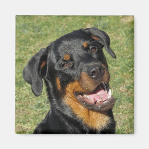 Magnet Heidi Cute Rottweiler
