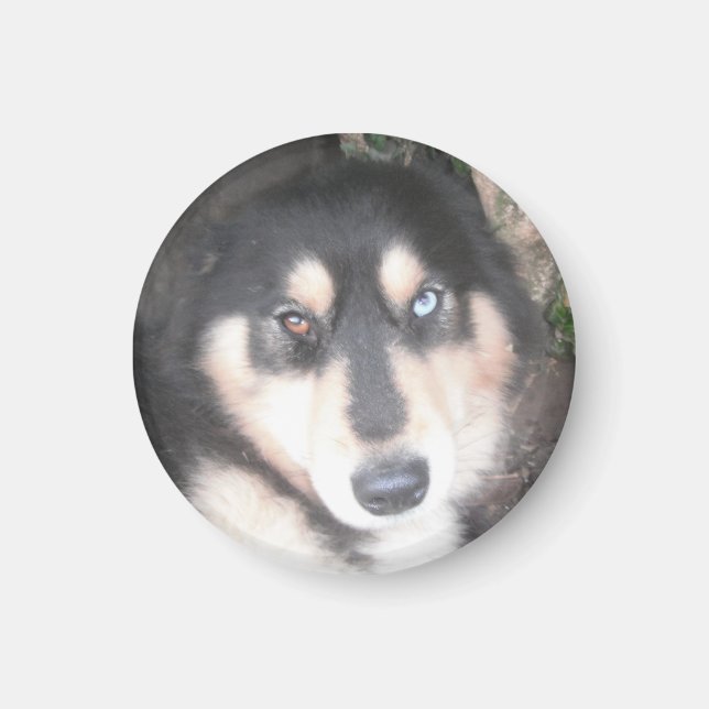 Magnet Husky One Blue Eye One Brown Oeil (Devant)