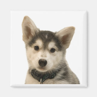 Magnet Husky Sibérien