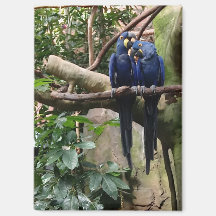 Magnet Hyacinth Macaw