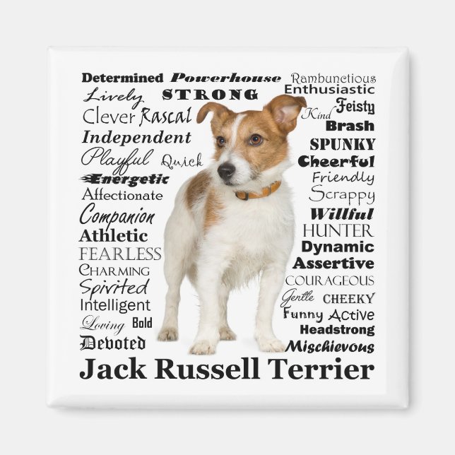 Magnet Jack Russell Traits (Devant)