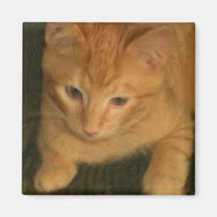 Magnet Kitty