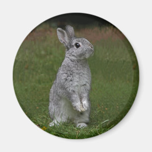 Magnet Lapin Bébé Mignon