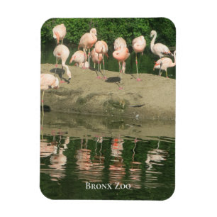 Magnet - les Flamants roses au zoo de Bronx