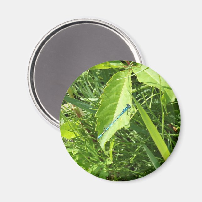 Magnet Libellule Bleue (Recto/Verso)