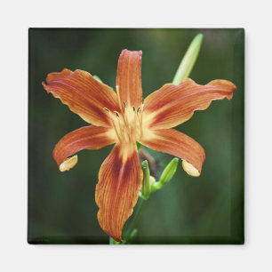 Magnet Lily P6588