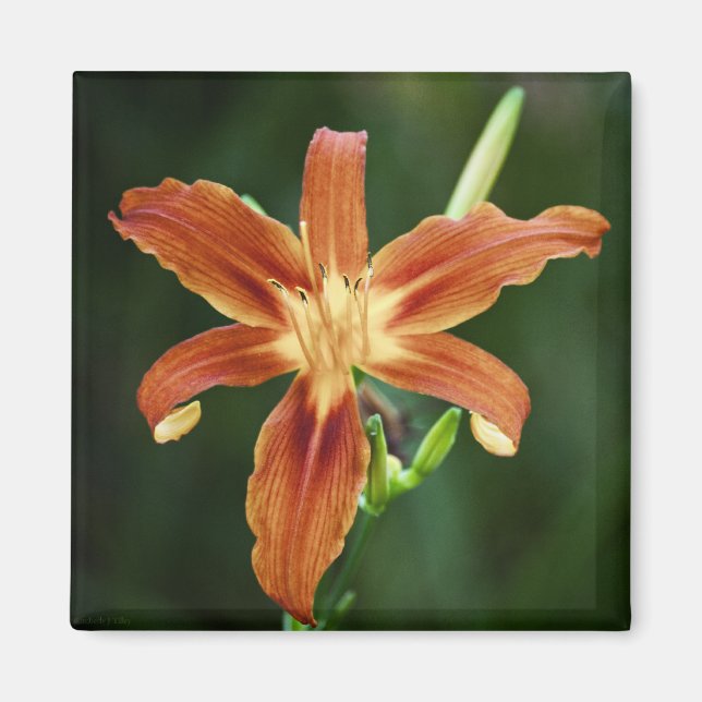 Magnet Lily P6588 (Devant)