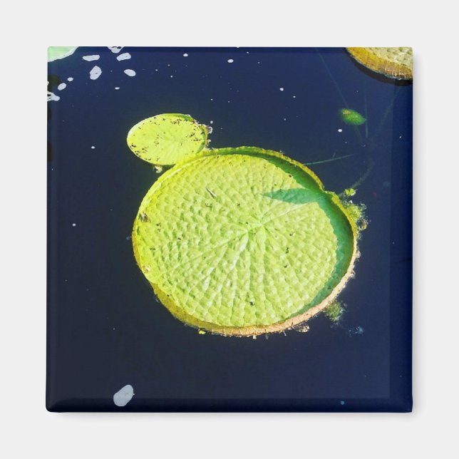 Magnet - Lily Pad (Chicago) (Devant)