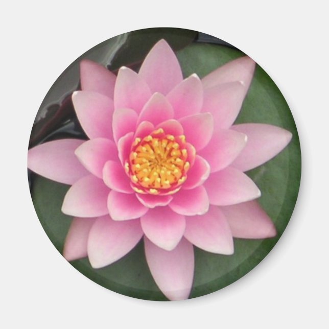 Magnet Lotus rose (Devant)