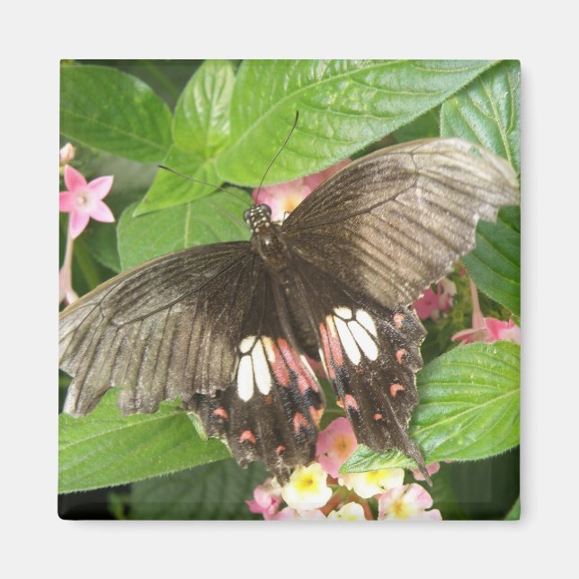 Magnet Macro à papillon à épaisse écarlate (Devant)