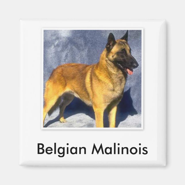 Magnet Malinois (Devant)
