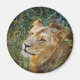 Magnet masculin africain de réfrigérateur de lion