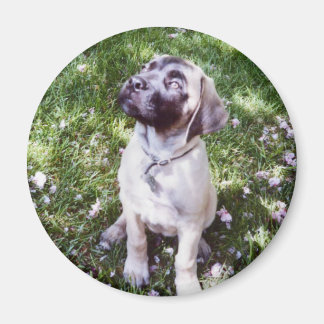 Magnet mastiff anglais