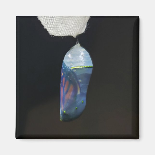 Magnet - Monarch Chrysalis (2022) (Devant)