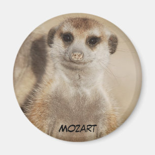 Magnet Mozart