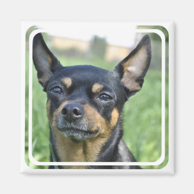 Magnet noir et Brown du Chihuahua (Devant)