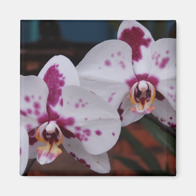 Magnet : Orchidées (Devant)