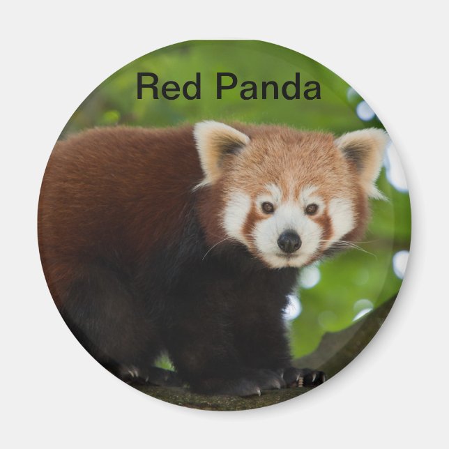 Magnet Panda rouge (Devant)