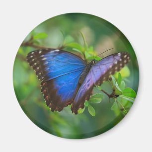 Magnet papillon bleu Morpho