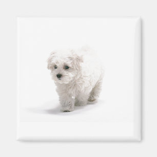 Magnet photo Bichon Frise
