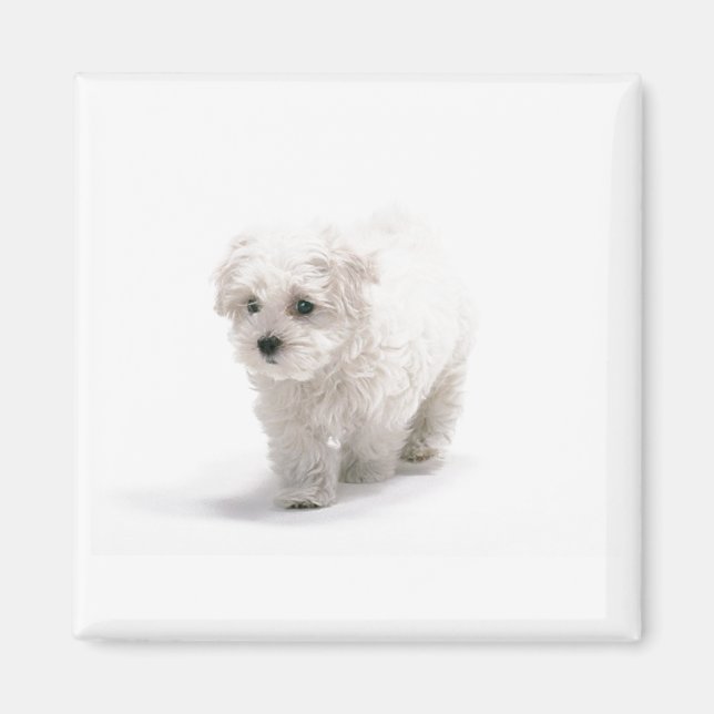 Magnet photo Bichon Frise (Devant)