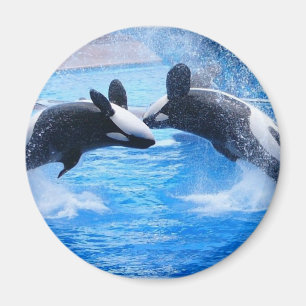 Magnet photo de baleine