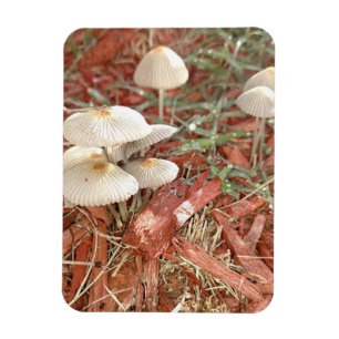 Magnet photo de champignon