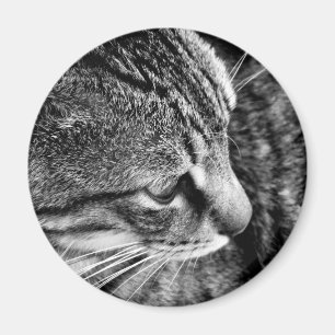 Magnet photo de chat
