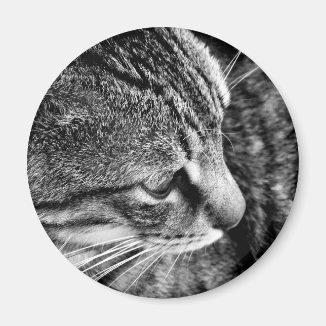 Magnet photo de chat (Devant)