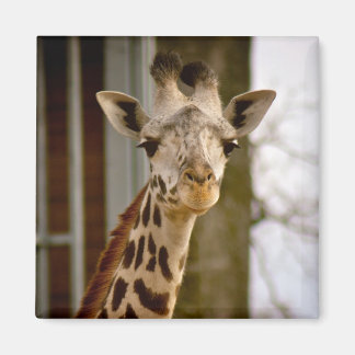 Magnet photo de la petite girafe