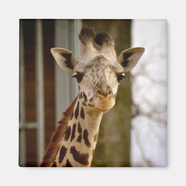 Magnet photo de la petite girafe (Devant)