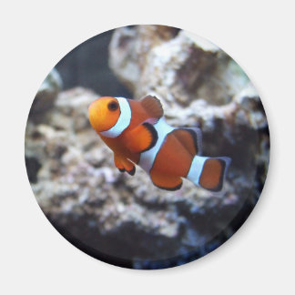 Magnet photo de poisson clown